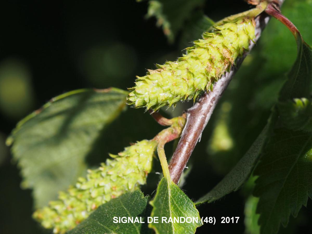 Birch, Downy flower